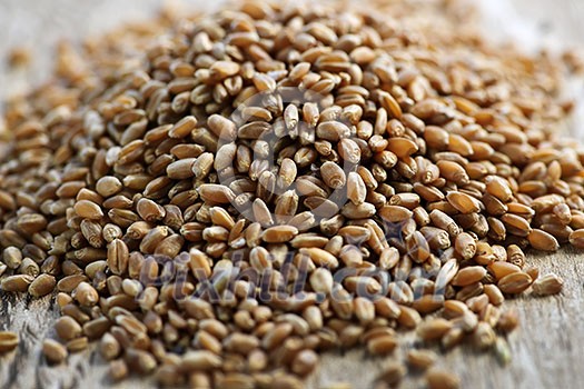 Closeup on pile of organic whole grain wheat kernels Closeup on pile of organic whole grain wheat kernels