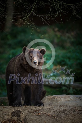 Brown bear (Ursus arctos)