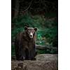 Brown bear (Ursus arctos)