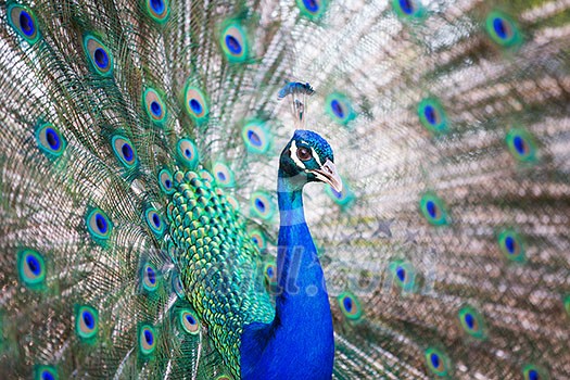Splendid peacock with feathers out (Pavo cristatus) (shallow DOF; color toned image) Splendid peacock with feathers out (Pavo cristatus) (shallow DOF; color toned image)