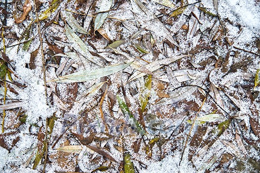 Leaves with frost Leaves with frost