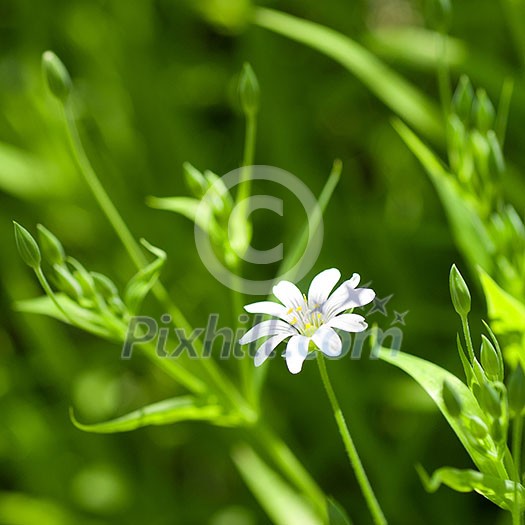 white chamomile in green grass white chamomile in green grass