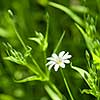 white chamomile in green grass