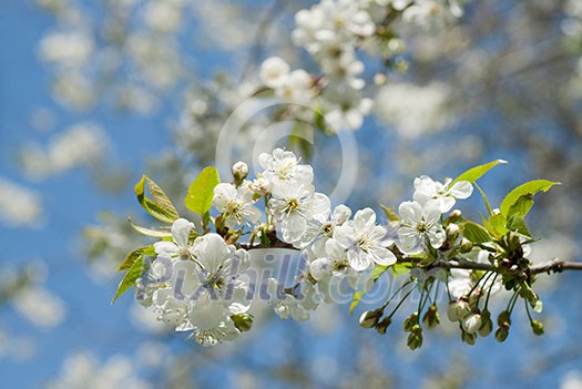 spring blossom of apple tree against blue sky spring blossom of apple tree against blue sky