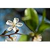 spring blossom of apple tree against blue sky