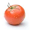 red tomato with water drops isolated on white