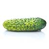 green cucumber with water drops isolated on white