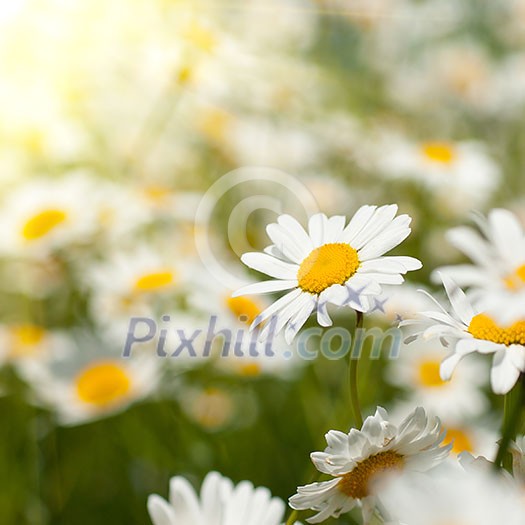 white chamomiles on meadow