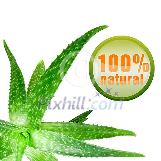 close-up photo of green aloe vera with icon isolated on white close-up photo of green aloe vera with icon isolated on white