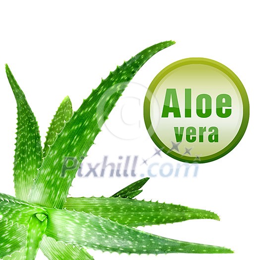 close-up photo of green aloe vera with icon isolated on white close-up photo of green aloe vera with icon isolated on white