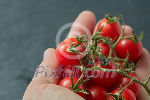 Red cherry tomatoes in a man's hand isolated on a black slate Red cherry tomatoes in a man's hand isolated on a black slate