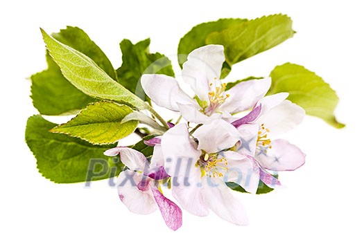 Closeup of pink apple blossoms isolated on white background Closeup of pink apple blossoms isolated on white background