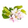 Closeup of pink apple blossoms isolated on white background