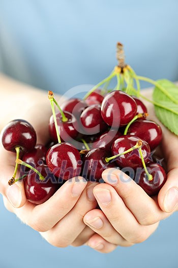 Two hands holding bunch of fresh cherries Two hands holding bunch of fresh cherries