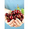 Two hands holding bunch of fresh cherries