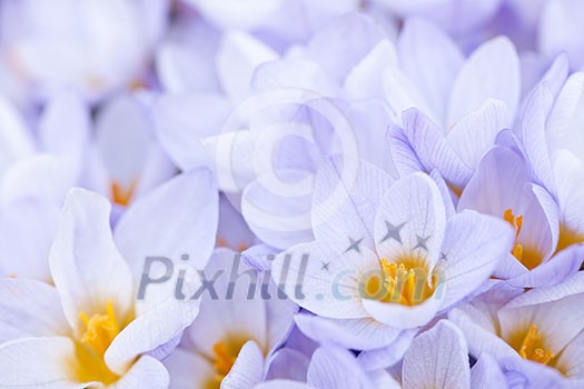 Closeup of many beautiful light purple crocus flowers blossoming Closeup of many beautiful light purple crocus flowers blossoming