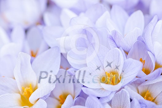 Closeup of many beautiful light purple crocus flowers blossoming