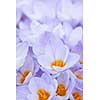 Closeup of many beautiful light purple crocus flowers blossoming