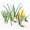 Yellow crocus flowers growing in snow during spring