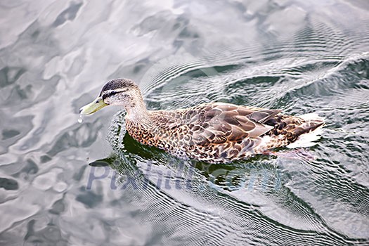 Female mallard duck swimming on calm pond with cloud reflections Female mallard duck swimming on calm pond with cloud reflections