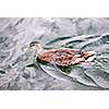Female mallard duck swimming on calm pond with cloud reflections