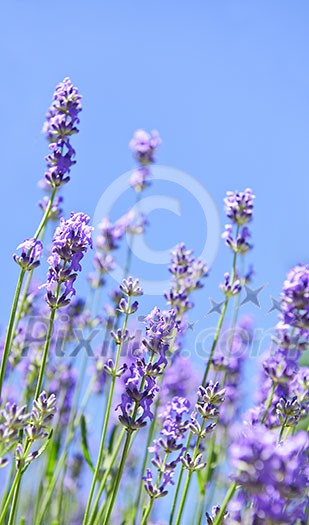Lavender herb blooming in a garden with blue sky Lavender herb blooming in a garden with blue sky