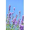 Lavender herb blooming in a garden with blue sky