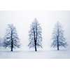Foggy moody winter scene with leafless trees