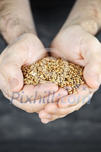 Male cupped hands holding whole wheat grain kernels Male cupped hands holding whole wheat grain kernels