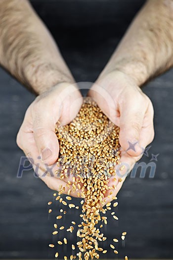 Male cupped hands pouring whole wheat grain kernels Male cupped hands pouring whole wheat grain kernels