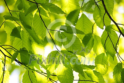 Green spring tree leaves in sunshine, natural background