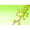 Branches with young spring leaves budding on green background