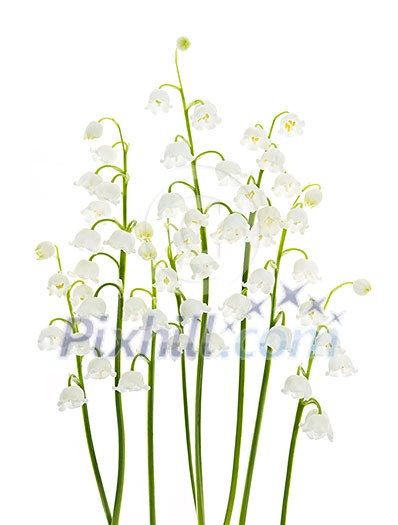 Lily of the valley flowers isolated on white background Lily of the valley flowers isolated on white background