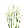 Lily of the valley flowers isolated on white background