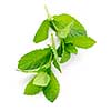 Fresh mint sprigs isolated on white background