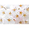 Delicate apple tree blossoms in spring close up