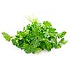 Bunch of Fresh green parsley isolated on white background