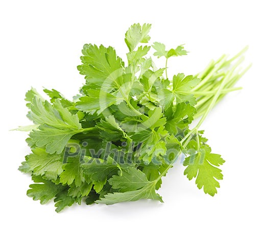 Bunch of Fresh green parsley isolated on white background Bunch of Fresh green parsley isolated on white background
