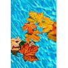 Fall leaves floating in swimming pool water
