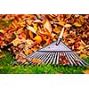 Pile of fall leaves with fan rake on lawn