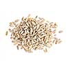 Heap of raw shelled sunflower seeds isolated on white background from above