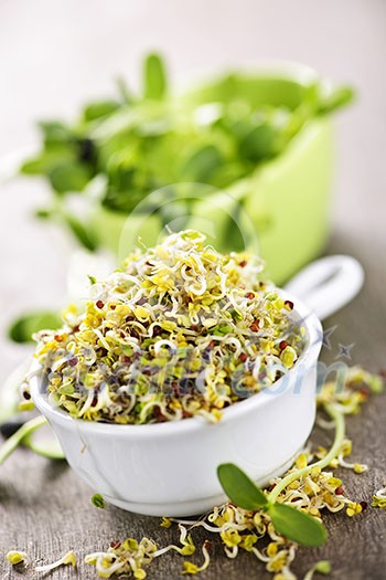 Fresh alfalfa and sunflower sprouts in cups Fresh alfalfa and sunflower sprouts in cups