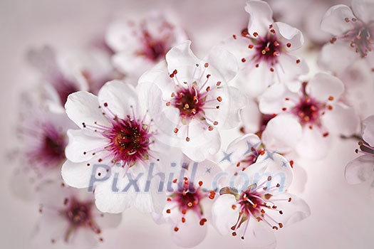 Cluster of beautiful pink cherry blossom flowers Cluster of beautiful pink cherry blossom flowers