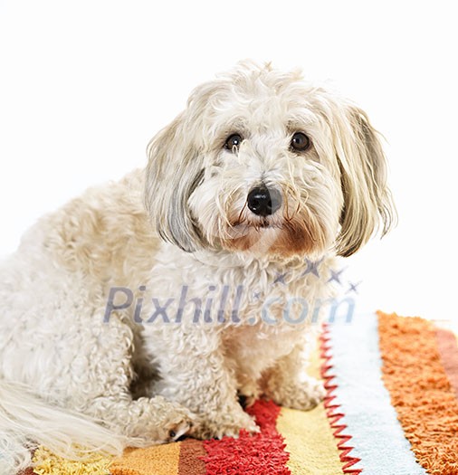 Adorable coton de tulear dog sitting on colorful carpet Adorable coton de tulear dog sitting on colorful carpet