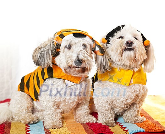 Two coton de tulear dogs in costumes Two coton de tulear dogs in costumes