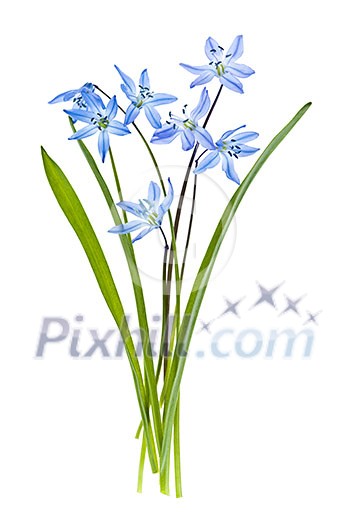 Blue early spring flowers wood squill isolated on white background Blue early spring flowers wood squill isolated on white background