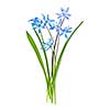 Blue early spring flowers wood squill isolated on white background