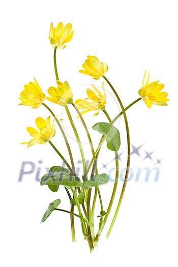 Yellow Lesser Celandine flowers in spring isolated on white background