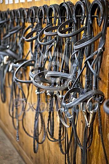 Leather horse bridles and bits hanging on wall of stable Leather horse bridles and bits hanging on wall of stable