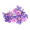 Arrangement of spring flowers purple violets and moss pink isolated on white background